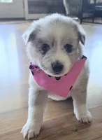 Dolly, a female Pomsky for sale in Grayson, KY – 1 of 5