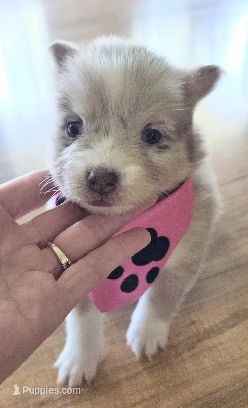 Wynonna  – Pomsky puppy for sale in Grayson, KY