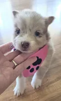 Wynonna , a female Pomsky for sale in Grayson, KY – 1 of 3
