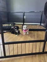Dolly, a female Pomsky for sale in Grayson, KY – 3 of 5