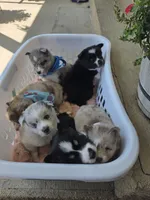 Tanya, a female Pomsky for sale in Grayson, KY – 2 of 3