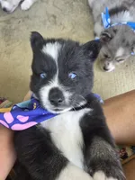 Waylon, a male Pomsky for sale in Grayson, KY – 2 of 3