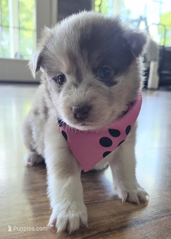 Reba – Pomsky puppy for sale in Grayson, KY