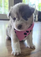Reba, a female Pomsky for sale in Grayson, KY – 1 of 1