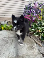 KANE, a male Pomsky for sale in Grayson, KY – 5 of 7
