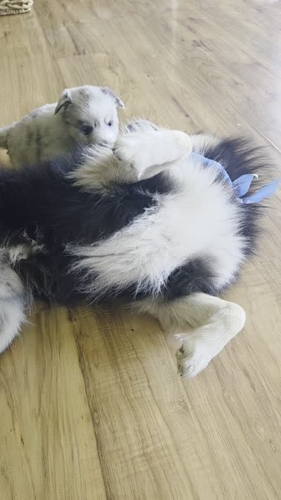 Dolly, a female Pomsky for sale in Grayson, KY – 5 of 5