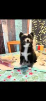 KANE, a male Pomsky for sale in Grayson, KY – 1 of 7