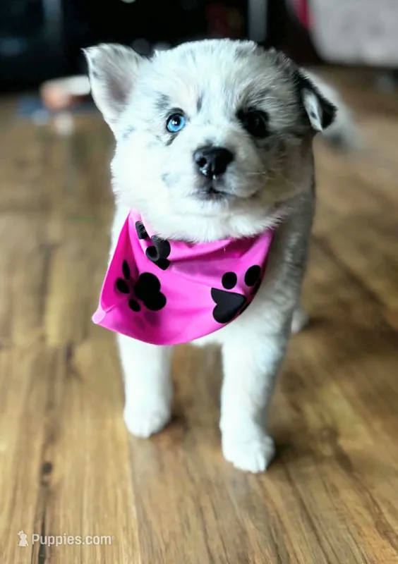 Dolly – Pomsky puppy for sale in Grayson, KY