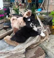 KANE, a male Pomsky for sale in Grayson, KY – 7 of 7