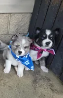 Tanya, a female Pomsky for sale in Grayson, KY – 3 of 3