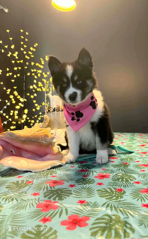 Tanya – Pomsky puppy for sale in Grayson, KY