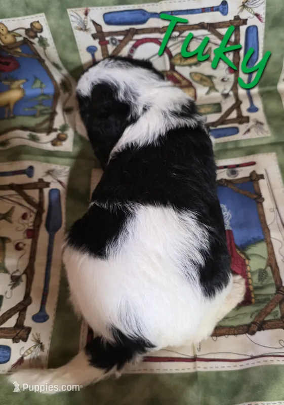 Tuky – Beagle, Poodle - Miniature  puppy for sale in Fort Dodge, IA
