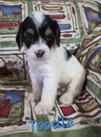 Toodle, a male Beagle and Poodle - Miniature  for sale in Fort Dodge, IA – 4 of 4