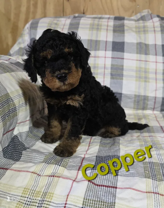 Copper – Poodle - Miniature  puppy for sale in Fort Dodge, IA