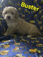 Buster, a male Poodle - Miniature  for sale in Fort Dodge, IA – 5 of 5