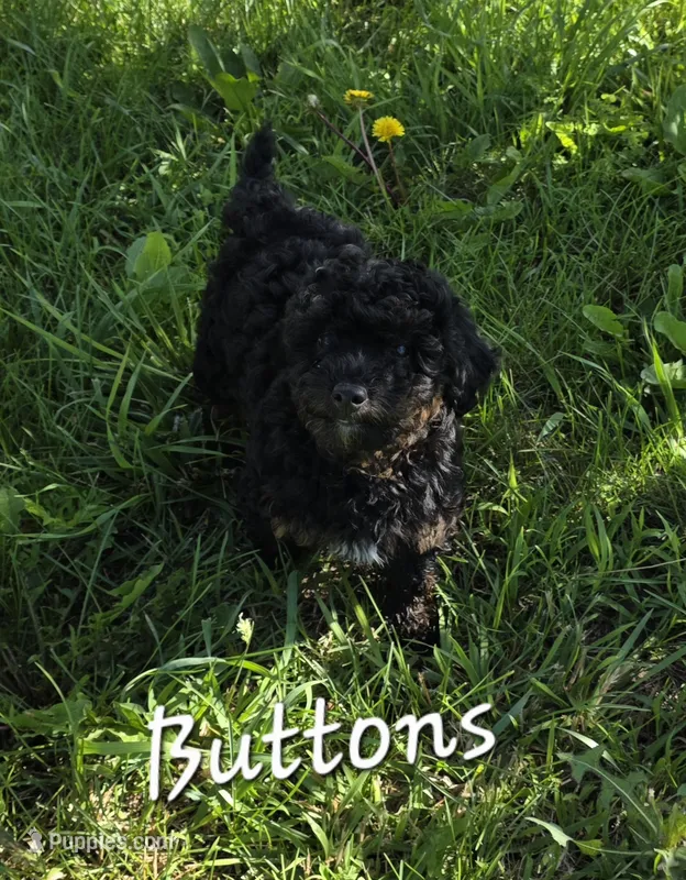Buttons – Poodle - Miniature  puppy for sale in Iowa City, IA