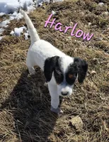 Harlow, a female Beagle and Poodle - Miniature  for sale in Iowa City, IA – Photo 2 of 3