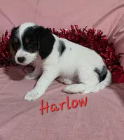 Harlow, a female Beagle and Poodle - Miniature  for sale in Fort Dodge, IA – Photo 2 of 2