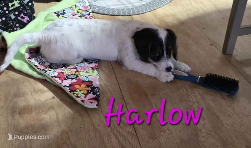 Harlow – Beagle, Poodle - Miniature  puppy for sale in Iowa City, IA