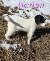Harlow, a female Beagle and Poodle - Miniature  for sale in Iowa City, IA – Photo 3 of 3
