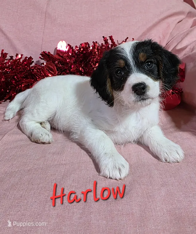 Harlow