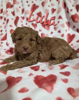 Lula, a female Poodle - Miniature  for sale in Iowa City, IA – 2 of 2