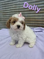 Dolly, a female Poodle - Miniature  for sale in Fort Dodge, IA – 2 of 2