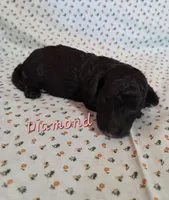 Diamond , a female Poodle - Miniature  for sale in Iowa City, IA – Photo 2 of 2