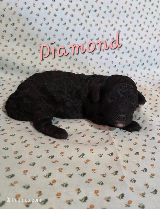Diamond  – Poodle - Miniature  puppy for sale in Newton, IA