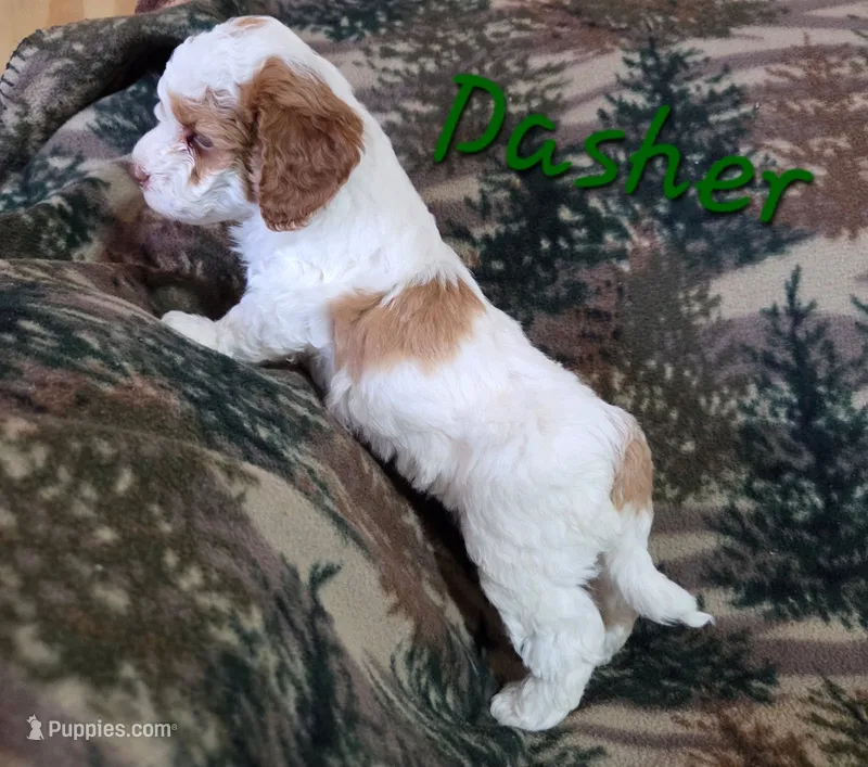Dasher – Poodle - Miniature  puppy for sale in Iowa City, IA