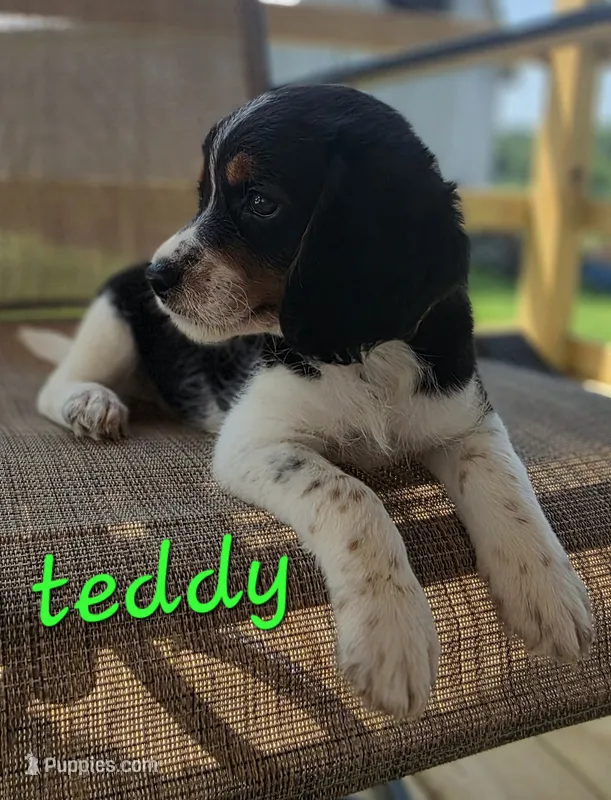 Teddy – Beagle, Poodle - Miniature  puppy for sale in Des Moines, IA