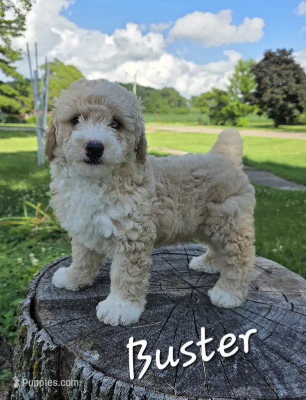 Buster – Poodle - Miniature  puppy for sale in Iowa City, IA