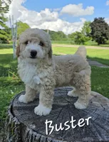 Buster, a male Poodle - Miniature  for sale in Iowa City, IA – 1 of 3