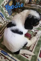 Toodle, a male Beagle and Poodle - Miniature  for sale in Fort Dodge, IA – 2 of 4