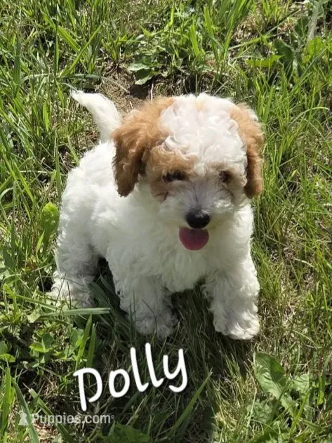 Dolly – Poodle - Miniature  puppy for sale in Iowa City, IA