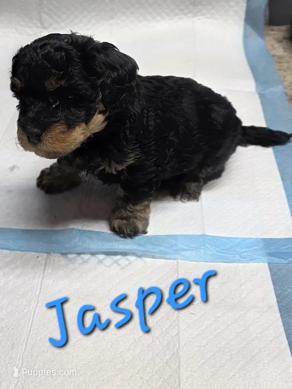 Jasper – Poodle - Miniature  puppy for sale in Iowa City, IA