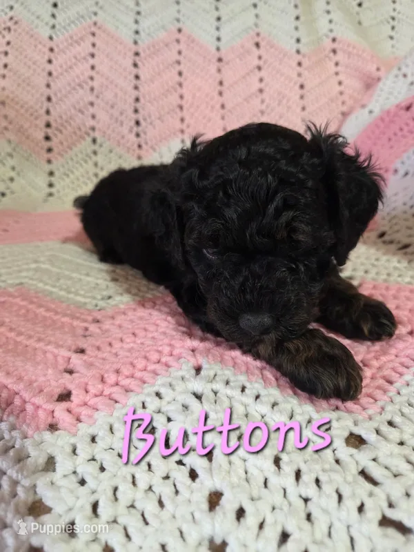 Buttons – Poodle - Miniature  puppy for sale in Iowa City, IA