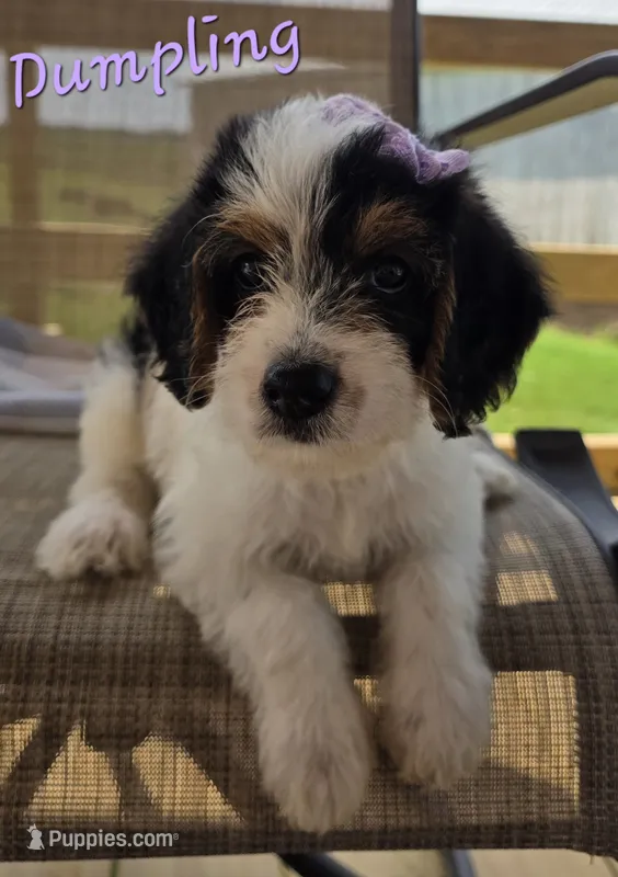 Dumpling – Beagle, Poodle - Miniature  puppy for sale in Des Moines, IA