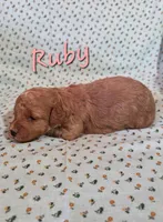 Ruby, a female Poodle - Miniature  for sale in Iowa City, IA – Photo 2 of 2