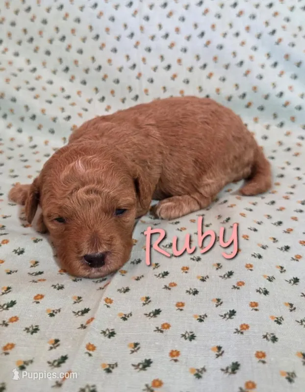 Ruby – Poodle - Miniature  puppy for sale in Newton, IA