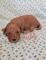 Ruby, a female Poodle - Miniature  for sale in Iowa City, IA – Photo 1 of 2