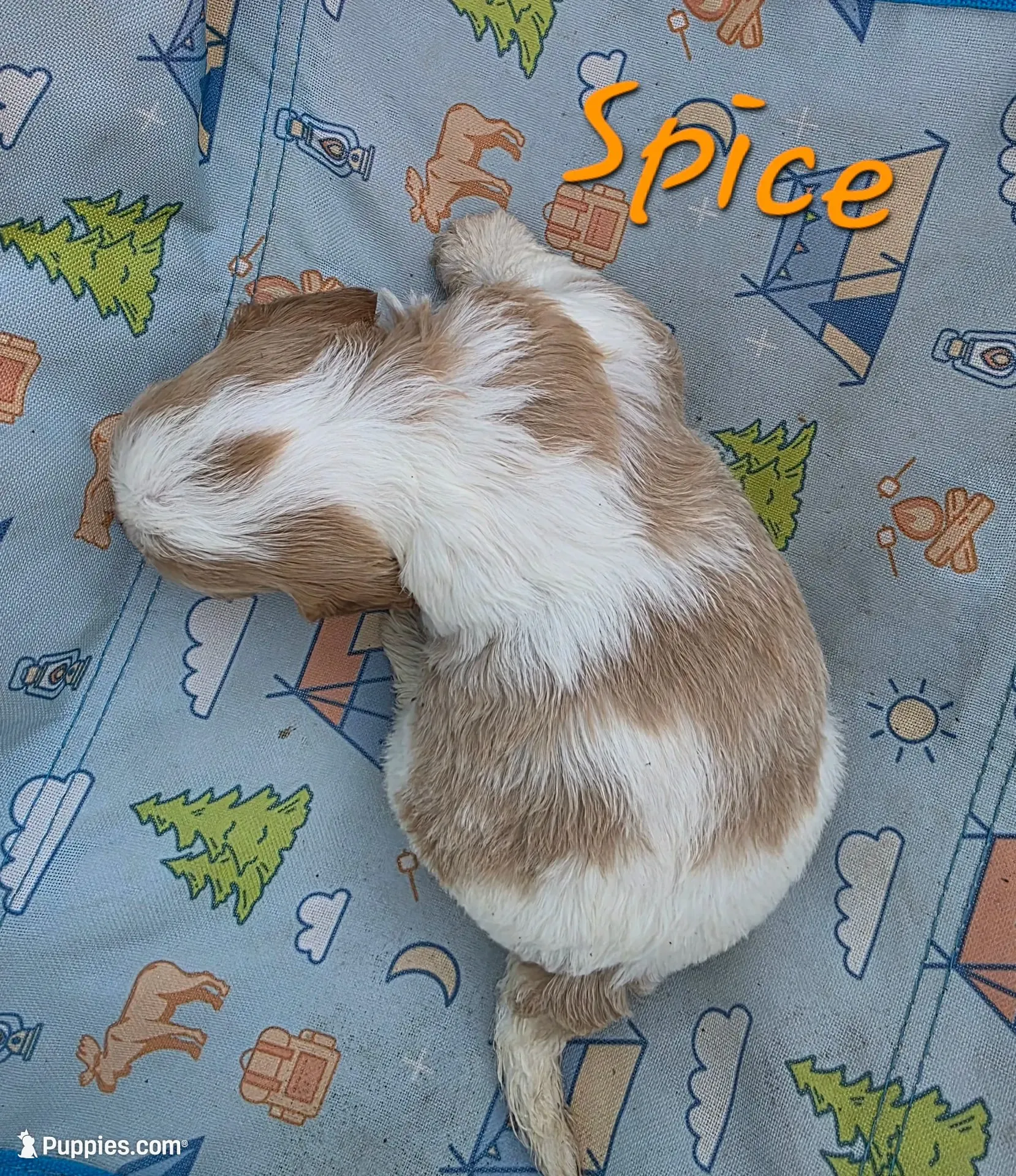 Spice, a male Cavapoo for sale in Iowa City, IA – 2 of 2