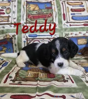 Teddy, a male Beagle and Poodle - Miniature  for sale in Fort Dodge, IA – 3 of 3