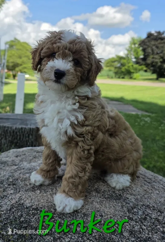 Bunker – Poodle - Miniature  puppy for sale in Iowa City, IA