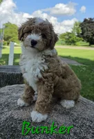 Bunker, a male Poodle - Miniature  for sale in Iowa City, IA – 1 of 2