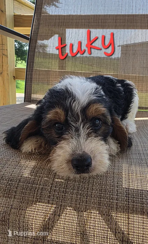 Tuky – Beagle, Poodle - Miniature  puppy for sale in Des Moines, IA