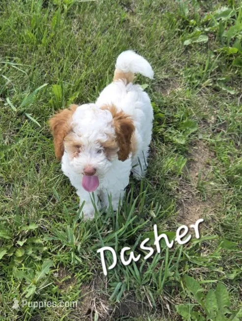 Dasher – Poodle - Miniature  puppy for sale in Iowa City, IA