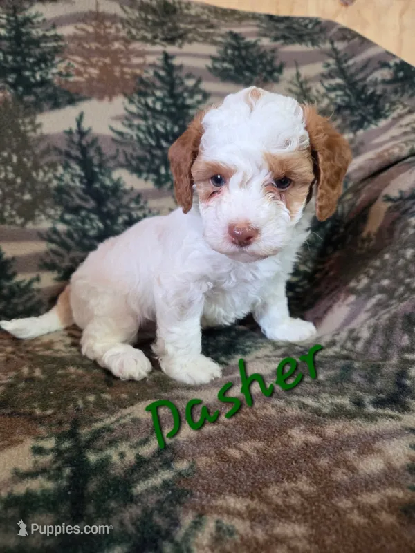 Dasher – Poodle - Miniature  puppy for sale in Fort Dodge, IA