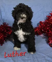 Luther, a male Poodle - Miniature  for sale in Fort Dodge, IA – Photo 2 of 2