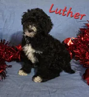 Luther, a male Poodle - Miniature  for sale in Fort Dodge, IA – Photo 1 of 2